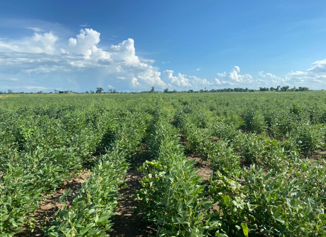 Cotton field in Mozambique