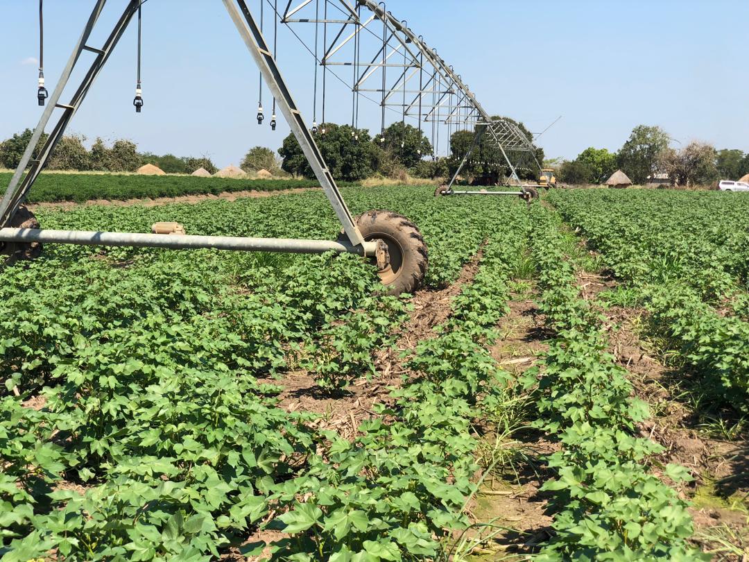Irrigated cotton crop in Mozambique