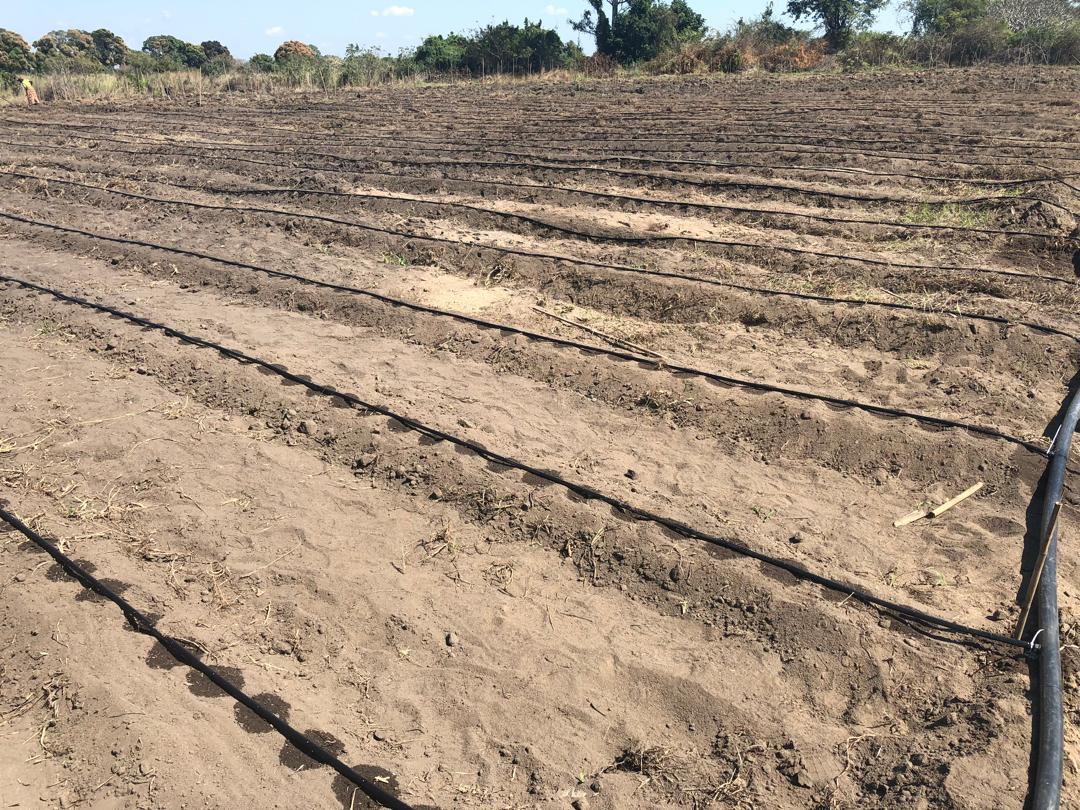 Tomato field preparation in Mozambique