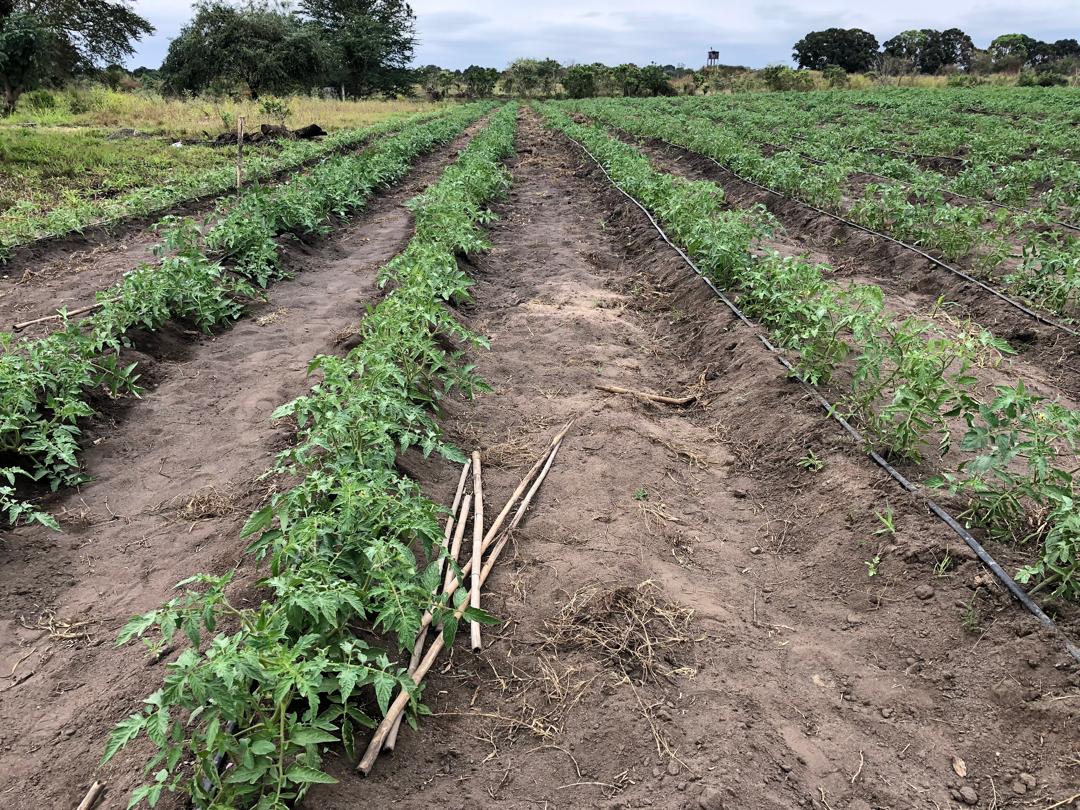 Tomato rows in Mozambique