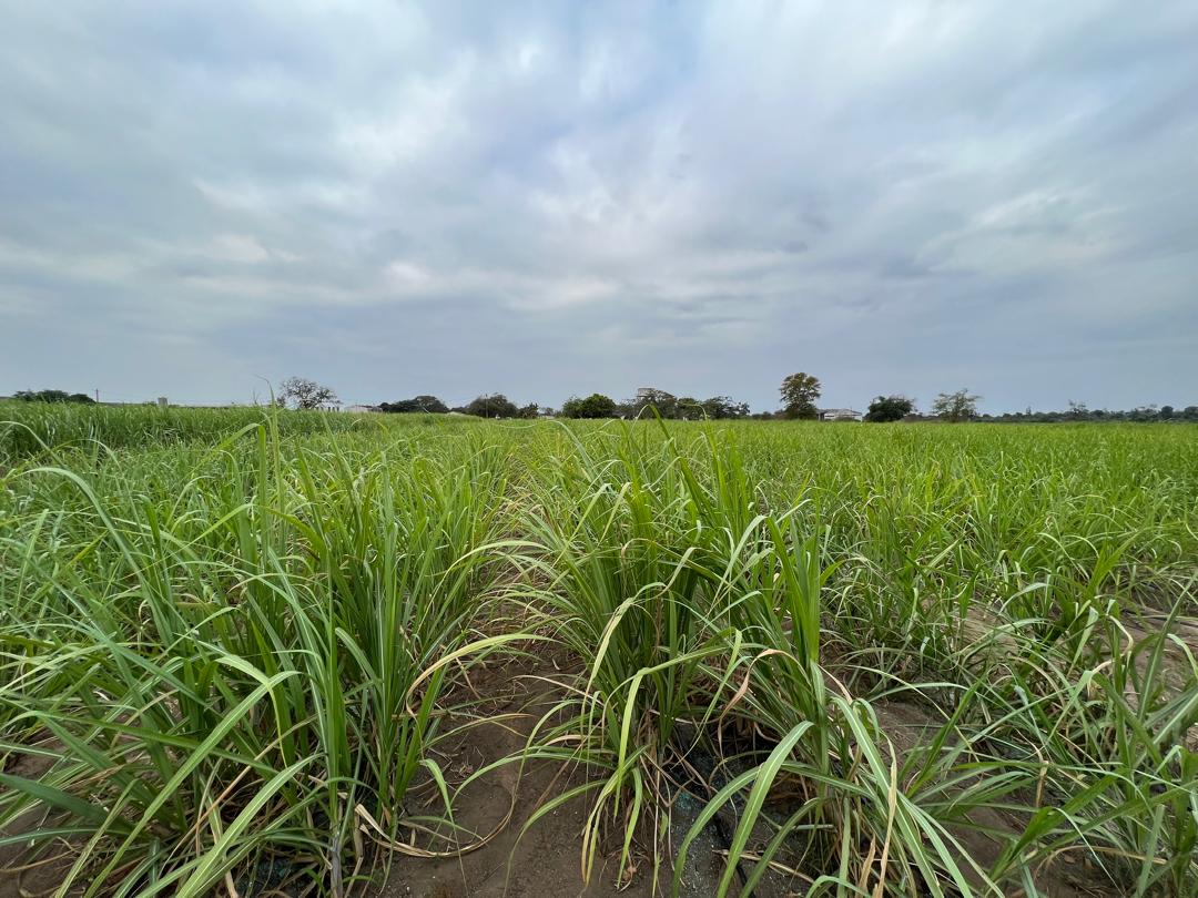 Growing sugar cane field in Mozambique