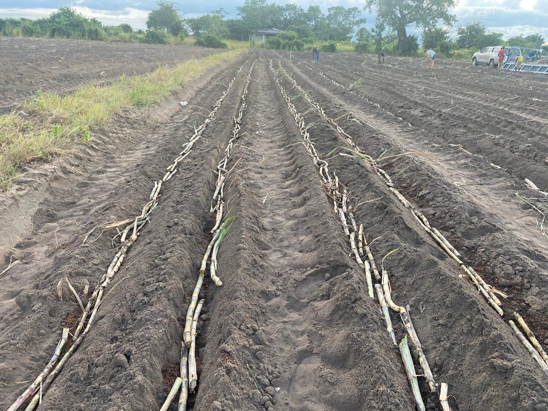 Sugar cane planting at an African Farmer operation in Mozambique