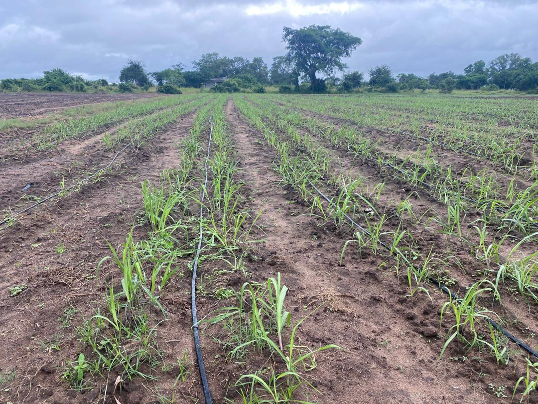 Young sugar cane crop with irrigation in Mozambique