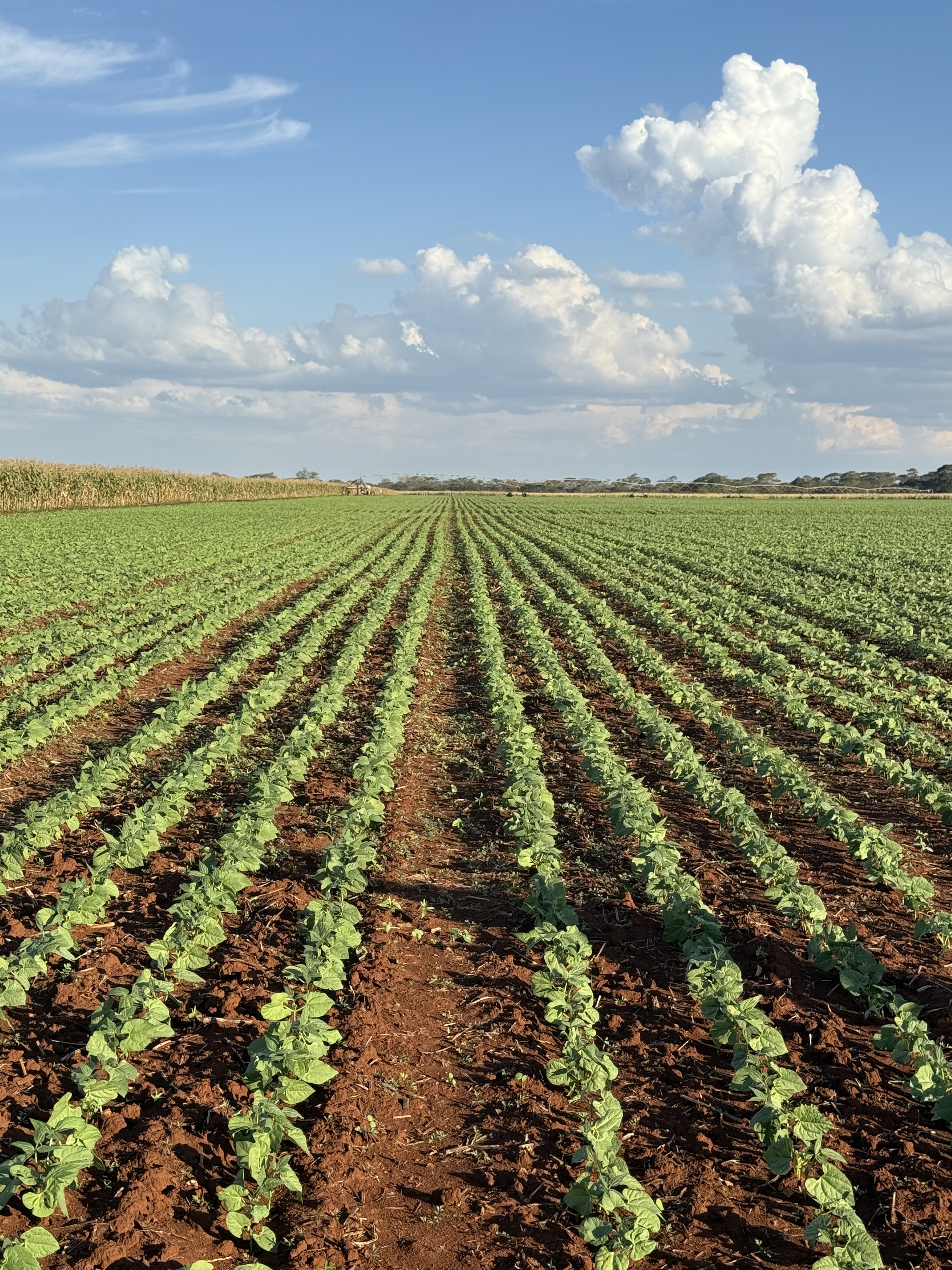 Bean production at an African Farmer operation in Zimbabwe