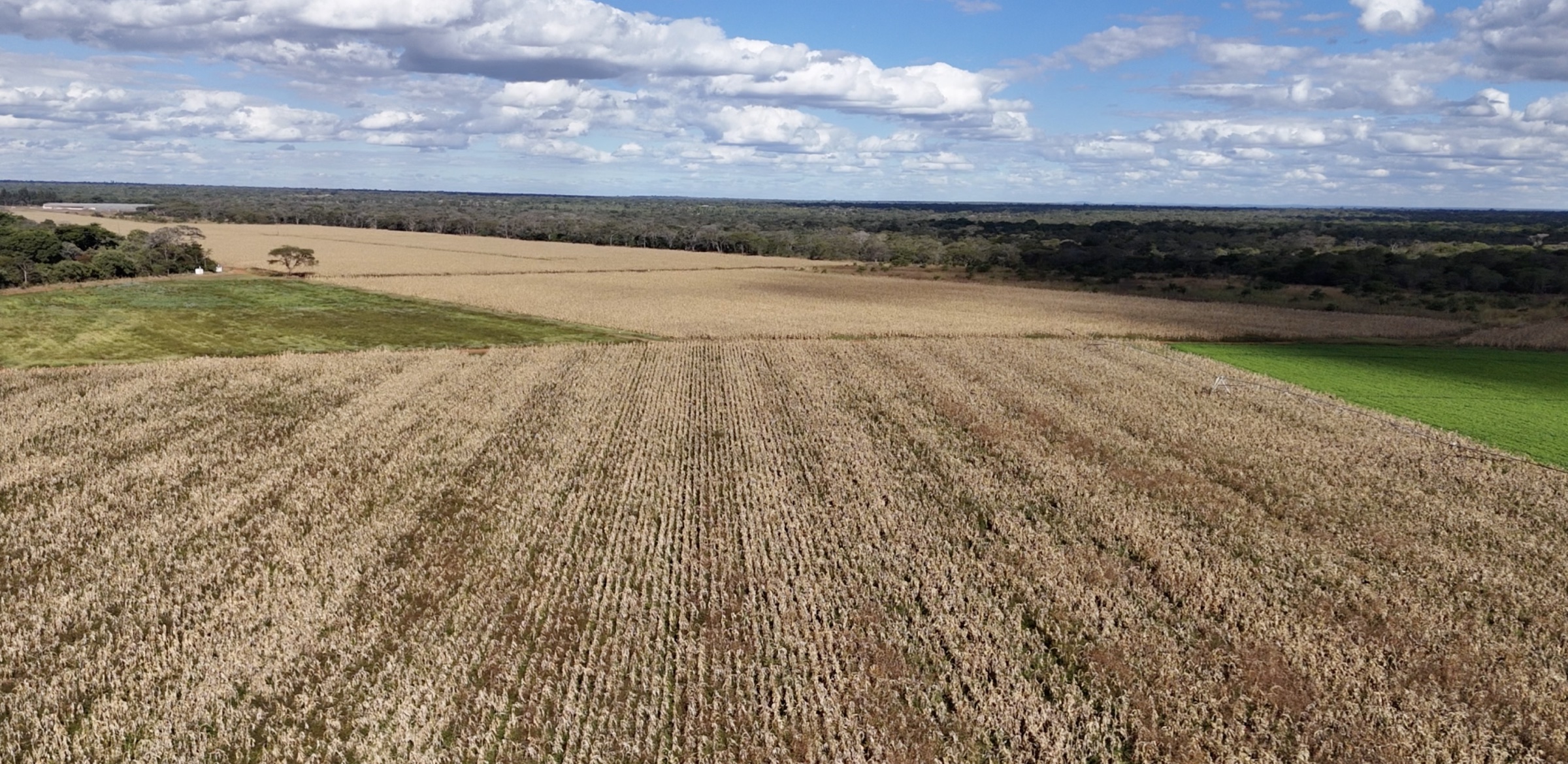 Aerial view of maize production at an African Farmer operation in Zimbabwe