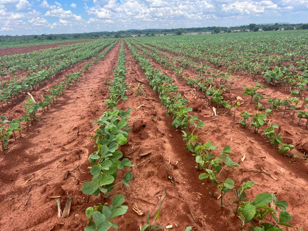 Young soya crop in Zimbabwe